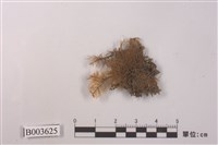 藏品(羽苔科 )的圖片